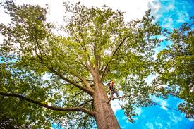 Best Tree Maintenance Programs  in Fairfax, CA