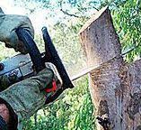 Best Storm Damage Tree Cleanup  in Fairfax, CA