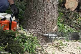 How Our Tree Care Process Works  in  Fairfax, CA