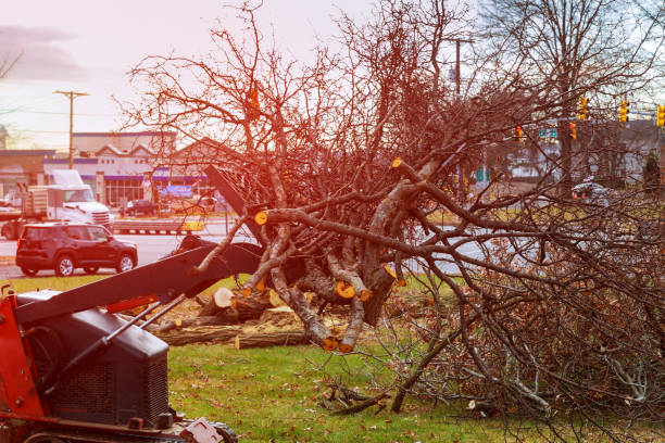 Best Tree Disease Treatment  in Fairfax, CA