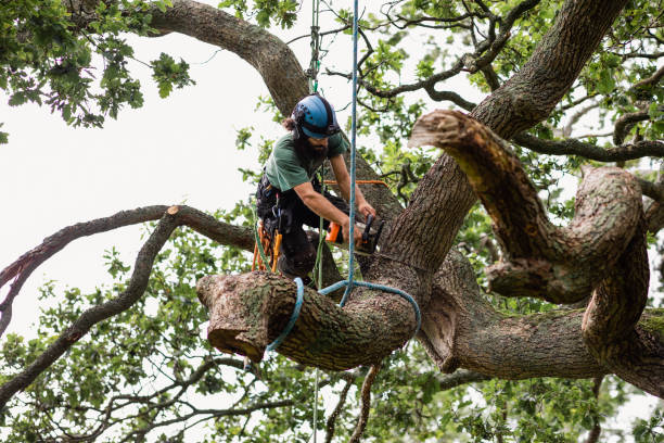 Best Tree Trimming and Pruning  in Fairfax, CA