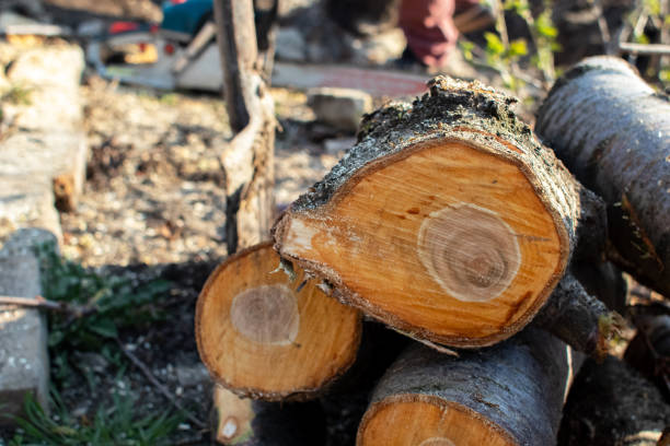 Best Firewood Processing and Delivery  in Fairfax, CA