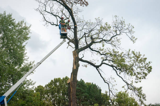 Fairfax, CA Tree Care Company