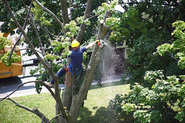 Best Lawn Mowing  in Fairfax, CA
