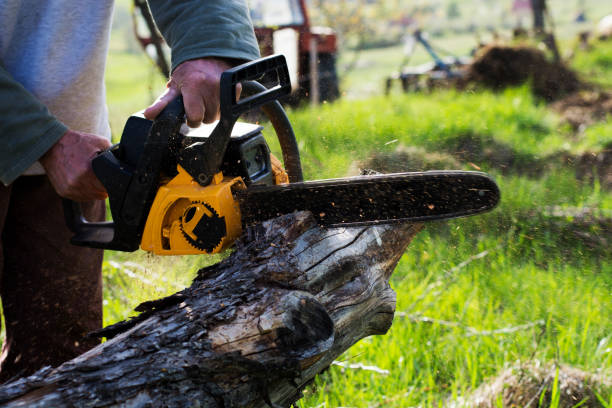 Best Root Management and Removal  in Fairfax, CA